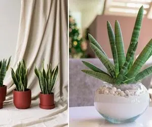 شرایط نگهداری از سانسوریا / گیاه مقاوم و محبوب رو اینجوری شاداب و زیبا نگه دارید