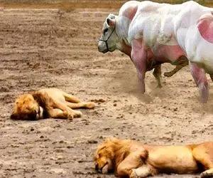 بدایع حیات وحش؛ گاو غول ددمنش با یه ضربه فنی دوتا شیر و از پا درآورد کفتارها بلعیدنش