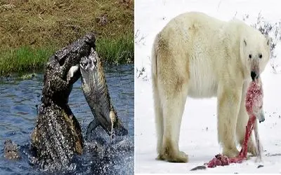 آن روی طبیعت وحشی؛ این حیوانات وقتی گرسنه می شوند همنوع خواری می کنند