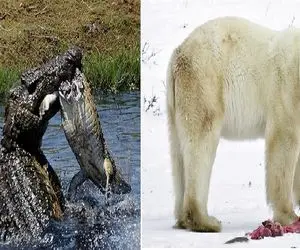 آن روی طبیعت وحشی؛ این حیوانات وقتی گرسنه می شوند همنوع خواری می کنند