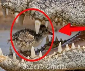 لحظه نفس گیر؛ کروکودیل به جوجه پرنده توی دهانش رحم می کند