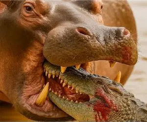 مستند حیات وحش؛ تمساح خود را شاه برکه میدانست اسب آبی زیر پایش را خالی کرد