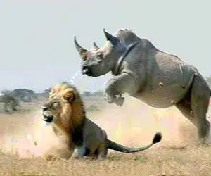 شاهکار حیات وحش؛ کرگدن شریر دید شیر کمین کرده واسه آهو پرید روش سرش کنده شد