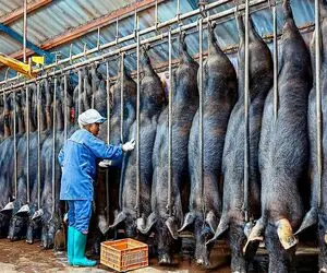فرآوری خوک؛ خوک کریه و از سم آویزون و از کوه آتیش رد کردن و پوستشو قلفتی کند