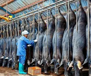 فرآوری خوک؛ خوک کریه و از سم آویزون و از کوه آتیش رد کردن و پوستشو قلفتی کند