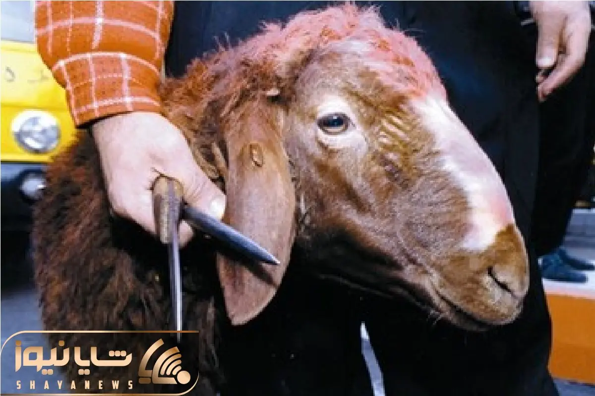 (جدول) قیمت دام زنده امروز ۸ آذر ۱۴۰۳/ قیمت‌ها در یک استان سقوط کرد