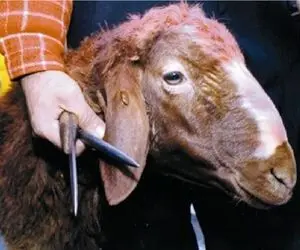 (جدول) قیمت دام زنده امروز ۸ آذر ۱۴۰۳/ قیمت‌ها در یک استان سقوط کرد