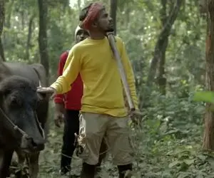 از جذابیت های حیات وحش؛ آقاهه و رفیق کله خرش جا سگ با بوفالو رفتن شکار