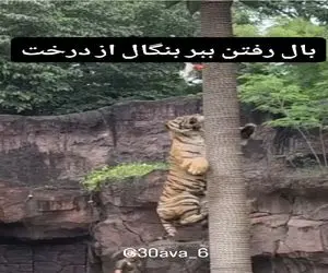 مستند کاوش؛ ببر رو برای چاق نشدن با طعمه عین میمون میکشن رو درخت