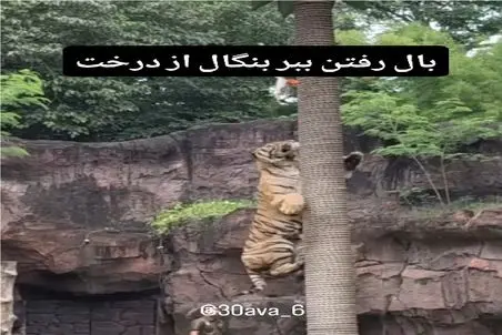 مستند کاوش؛ ببر رو برای چاق نشدن با طعمه عین میمون میکشن رو درخت