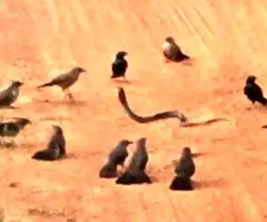 مستند حیات وحش؛ کلاغ ها یکی شدن مار رو آبکش کردن