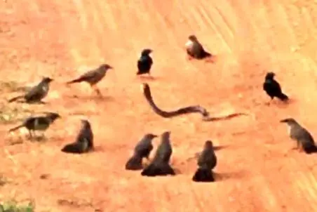 مستند حیات وحش؛ کلاغ ها یکی شدن مار رو آبکش کردن