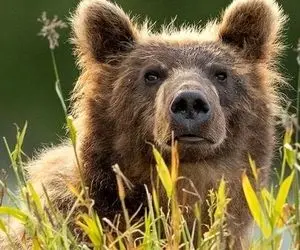 ماجرای عجیب گم شدن خرس قهوه ای وسط تهران؛ با پهپاد دید در شب هم پیدا نشد