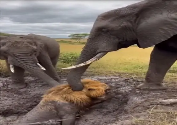 مستند حیات وحش؛ فیل شیر عین خر تو گل مونده رو نجات میده