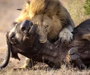 بدایع حیات وحش؛ شیر قسی بعد مسابقه نفس گیر حنجره بوفالو رو پاره کرد خون جهید