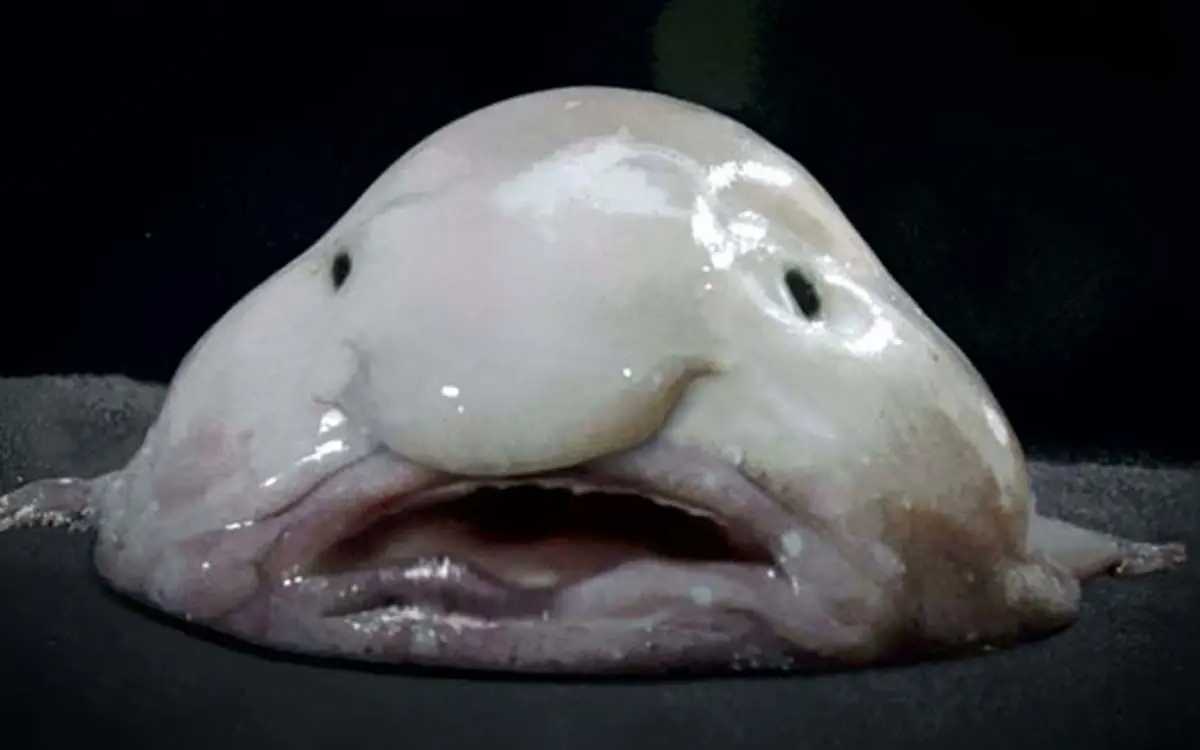 strange-animals-you-didnt-know-18-1