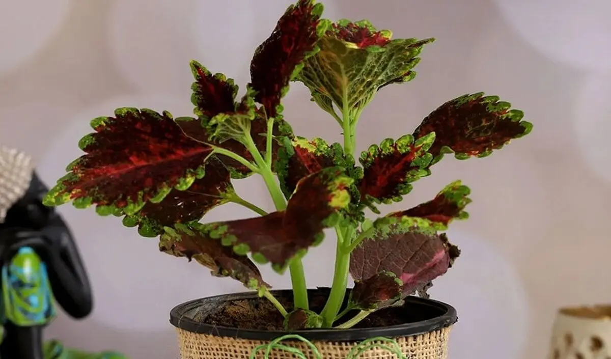 potted-coleus-plant-min