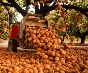 کشاورزی نوین؛ تو آمریکا کسی واسه گردو چیدن نمیره بالا درخت با ماشین 5 ثانیه ای میچینن