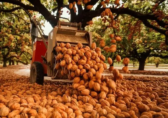 کشاورزی نوین؛ تو آمریکا کسی واسه گردو چیدن نمیره بالا درخت با ماشین 5 ثانیه ای میچینن