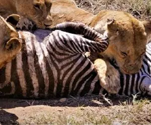 دیدنی های حیات وحش؛ شیر با رفقا یهو حمله میکنن به گله گورخرا یدونه درشتشو شکار میکنن 