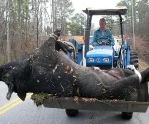 جابه جایی جانکاه؛ دست و پای گراز وحشی 100 تنی و بستن با بیل مکانیکی بردن برای سلاخی
