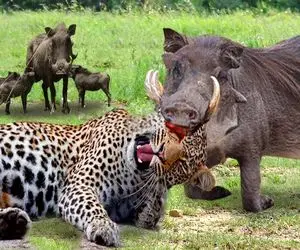 جذابیت حیات وحش؛ گراز ددمنش گوش پلنگ سفاکی که توله شو بلعید کند انداخت کفتار خورد