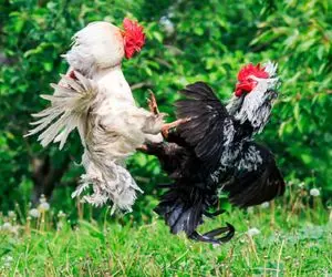  جذابیت حیات وحش؛ خروس های پر طلا برای جذب مرغ ها گلاویز شدن خودشونو شرحه کردن