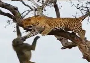 مستند حیات وحش؛ حمله گروهی بابون ها به پلنگ برای انتقام
