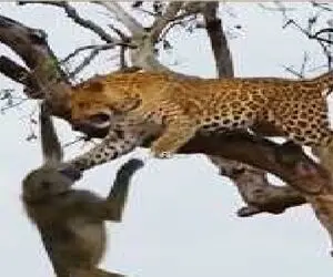 مستند حیات وحش؛ حمله گروهی بابون ها به پلنگ برای انتقام