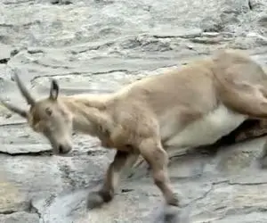 از جذابیت های حیات وحش؛ بز کوهی کمرکش کوه با خوردن نمک خرکیف شده گویی چلوکباب