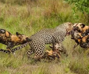 مستند حیات وحش؛ استقامت ستودنی پلنگ مقابل دسیسه چینی کفتارها