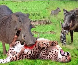 از جذابیت‌های حیات وحش؛ خوک جلاد برای نجات جون نوزادش پلنگ رو شرحه شرحه کرد