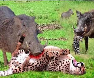 از جذابیت‌های حیات وحش؛ خوک جلاد برای نجات جون نوزادش پلنگ رو شرحه شرحه کرد