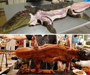 کارخانه حیوانات؛ پوست کروکودیل رو صاف درمیارن کت میدوزن با گوشتش کباب میزنن