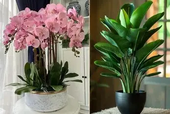 گیاهان آپارتمانی که در اتاق بدون پنجره رشد دارن؛ راهنمای نگهداری واسه محیط فاقد نور