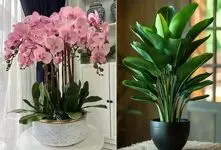 گیاهان آپارتمانی که در اتاق بدون پنجره رشد دارن؛ راهنمای نگهداری واسه محیط فاقد نور