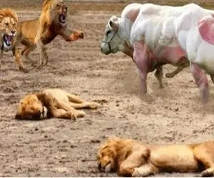 گاوهای باورنکردنی؛ گاو با 200 کیلو عضله دو تا شیر و واسه کفتارها کشت و جر داد