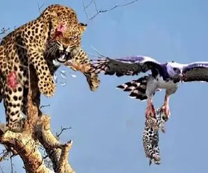 مستند حیات وحش؛ عقاب منحوس ندانست قاپیدن توله یوز تاوان دارد