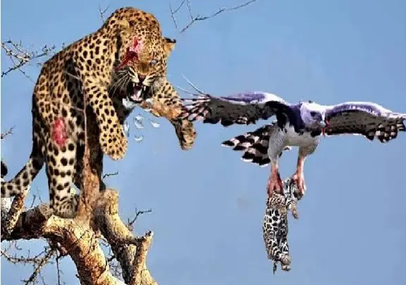 مستند حیات وحش؛ عقاب منحوس ندانست قاپیدن توله یوز تاوان دارد