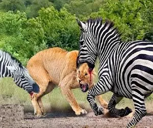 بدایع حیات وحش؛ شیر که گور میگرفتی همه عمر دیدی که چگونه خر راه راه شیر گرفت!