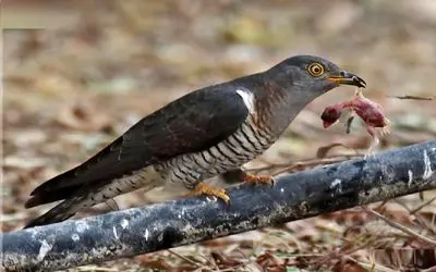 مستند حیات وحش؛ پرنده بدذات و بی‌رحم که تازه از تخم دراومده و همنوعانش رو میکشه 