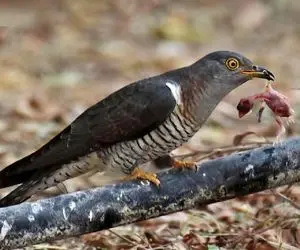 مستند حیات وحش؛ پرنده بدذات و بی‌رحم که تازه از تخم دراومده و همنوعانش رو میکشه 