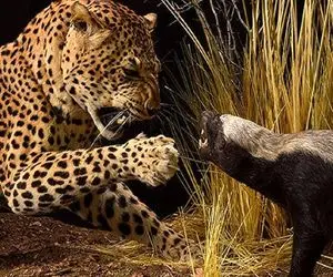 بدایع حیات وحش؛ دفاع جانانه راکون وزه در مقابل پلنگ سفاک و شیر شریر