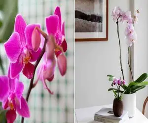 چطوری گل ارکیده‌ رو سالم و سرحال نگه داریم؟/ روش‌ های ساده تکثیرش رو که باید بلد باشی