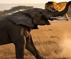 شاهکار حیات وحش / جدال شیر و فیل برای نشان دادن قدرت و برتری