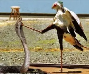 حیات وحش مصنوعی؛ پرنده با لنگ درازش مار کبری رو خفه میکنه بقورته