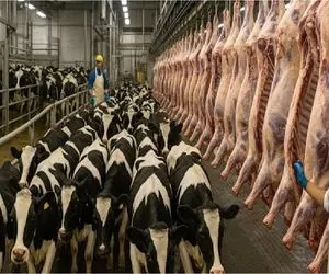 فرآوری گاو؛ میلیون ها گاو میبرن زیر تیغ تا دنیا گوشت بخوره