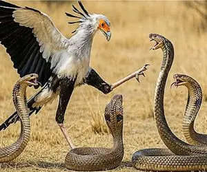 جذابیت حیات وحش؛ پرنده دراز ناز غرور مار با لنگا لگد مال کرد