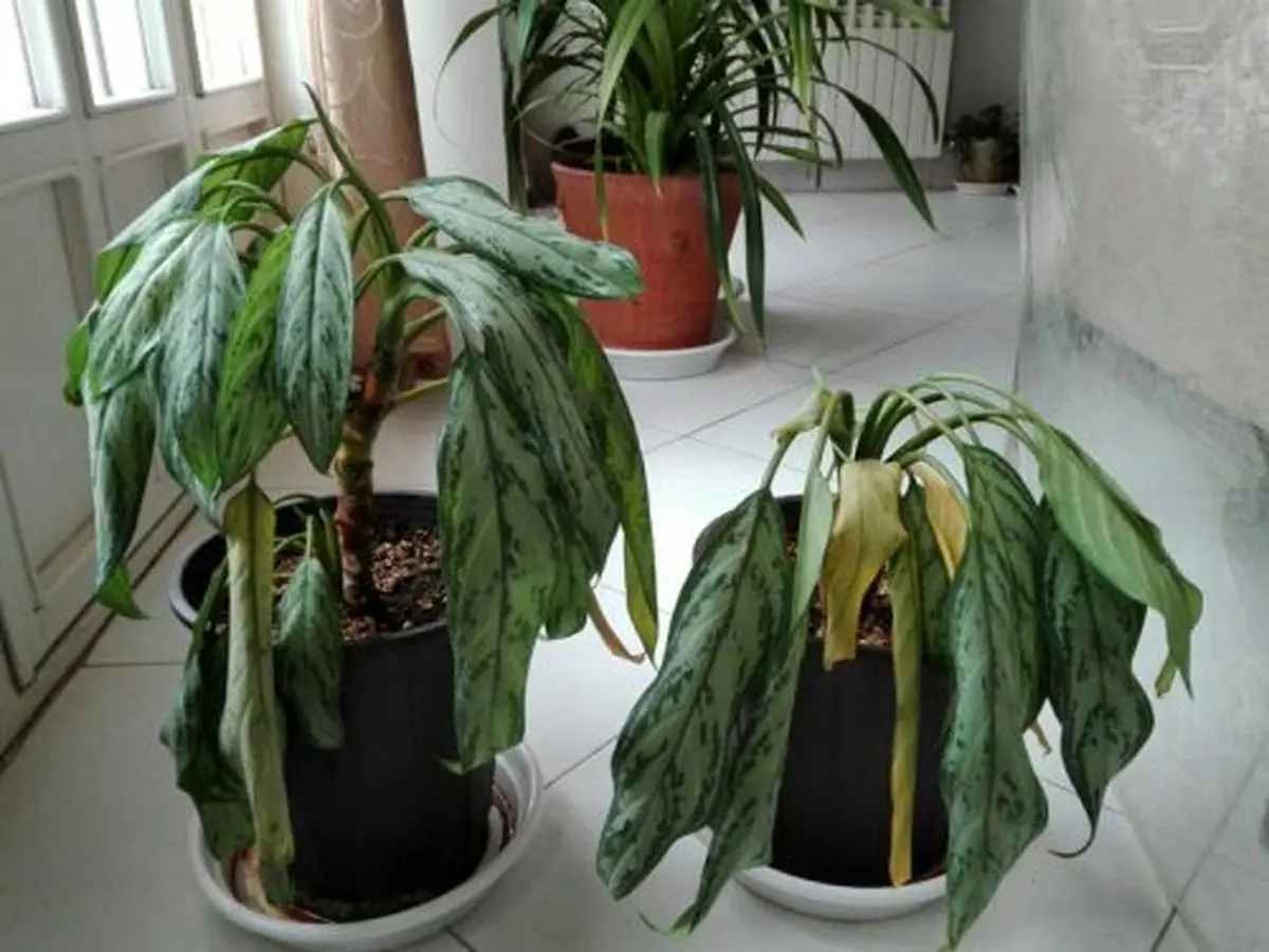 D8B9D984D8AA-D9BEDA98D985D8B1D8AFDAAFDB8C-DAAFD984-D8A7DAAFD984D988D986D985D8A7-500x375