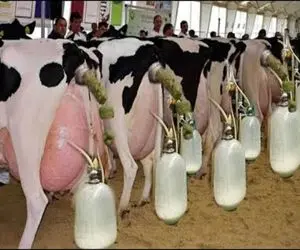 گاوهای باورنکردنی؛ گاو نازنازی هیکل گوساله رو داره اندازه سه تا گاو شیر میده